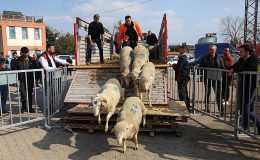 Büyükşehir’den 2. etap damızlık koç dağıtımı