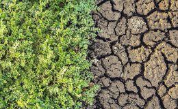 TEMA Vakfı’ndan Toprak İçin Bir Olma Çağrısı: “Sağlıklı Toprak, Sağlıklı Yaşam Demektir!”